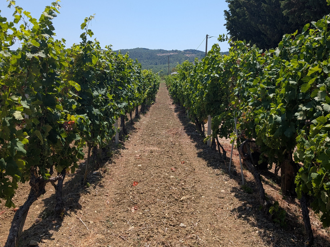 Winery Botaro-杜布罗夫尼克必去景点