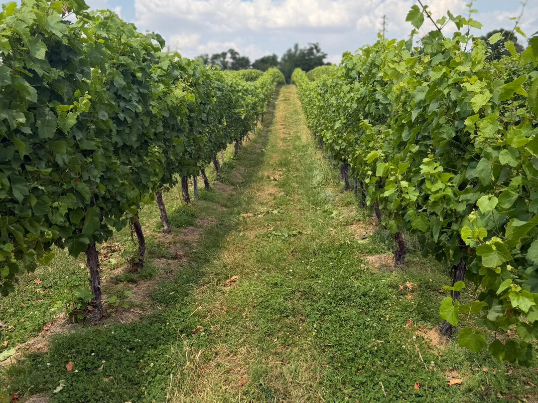 English Oak Vineyard-Lytchett Matravers必去景点