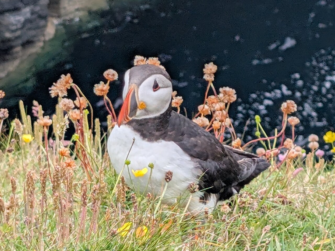 Wild Orkney Walks-Stromness必去景点