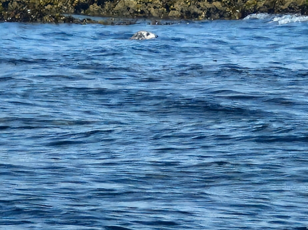 Fenit Sea Safari-Fenit必去景点