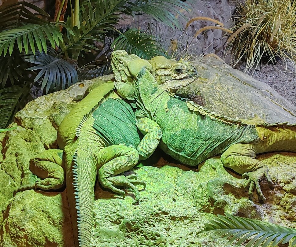 Tropicarium-Oceanárium-布达佩斯必去景点