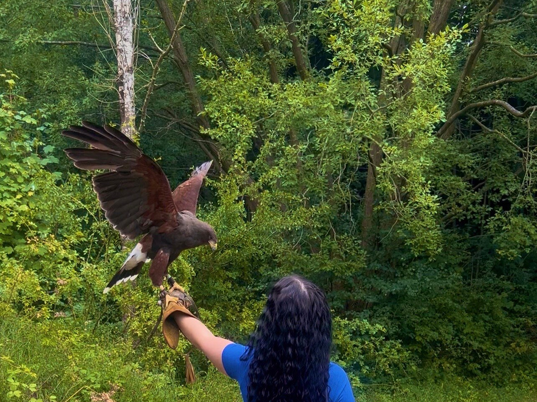 Riverside Falconry-纽卡斯尔必去景点