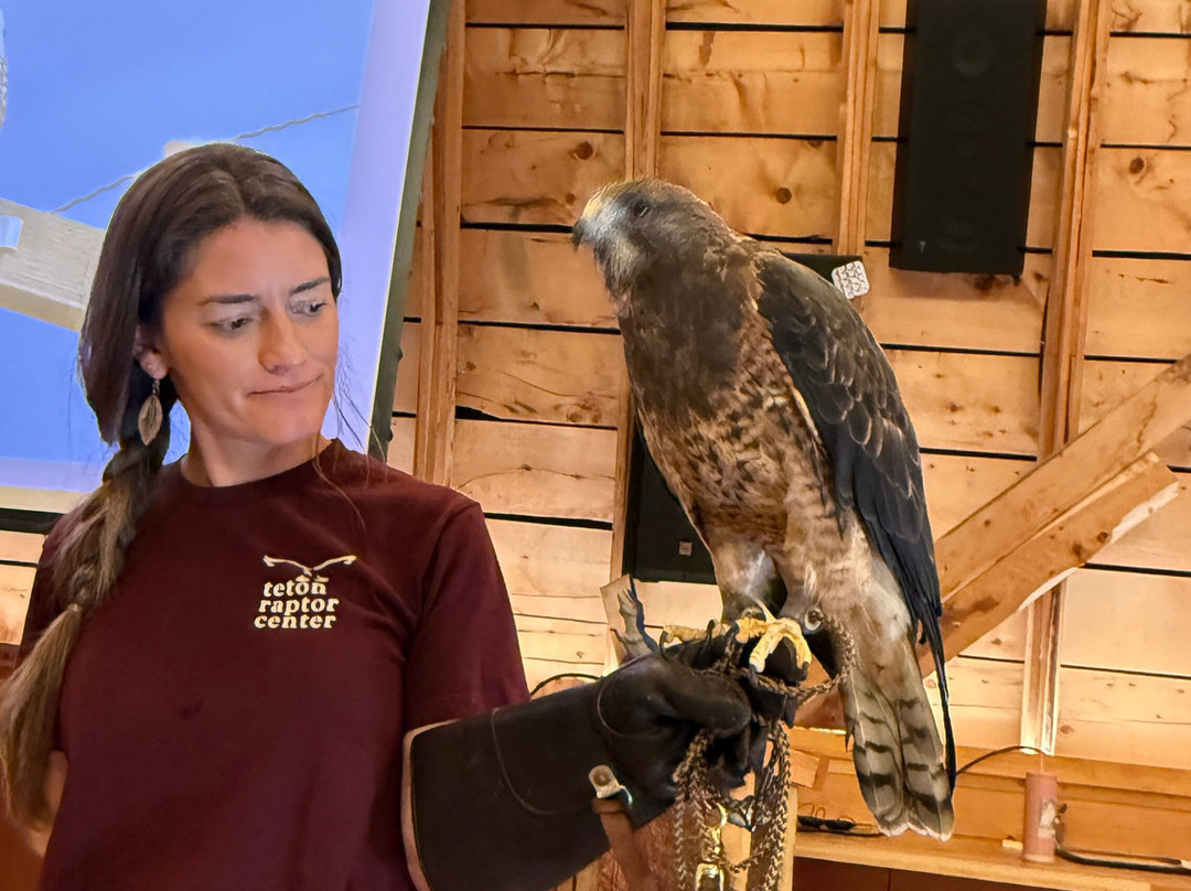 Teton Raptor Center-威尔逊必去景点