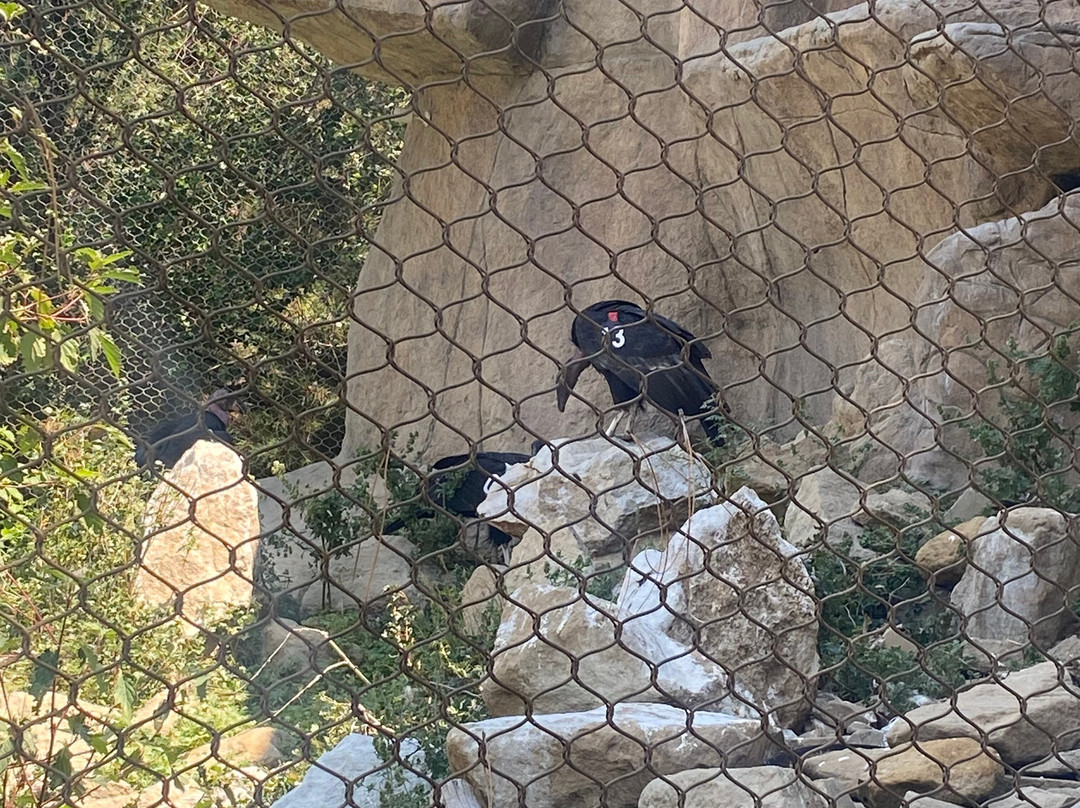World Center For Birds of Prey-博伊西必去景点