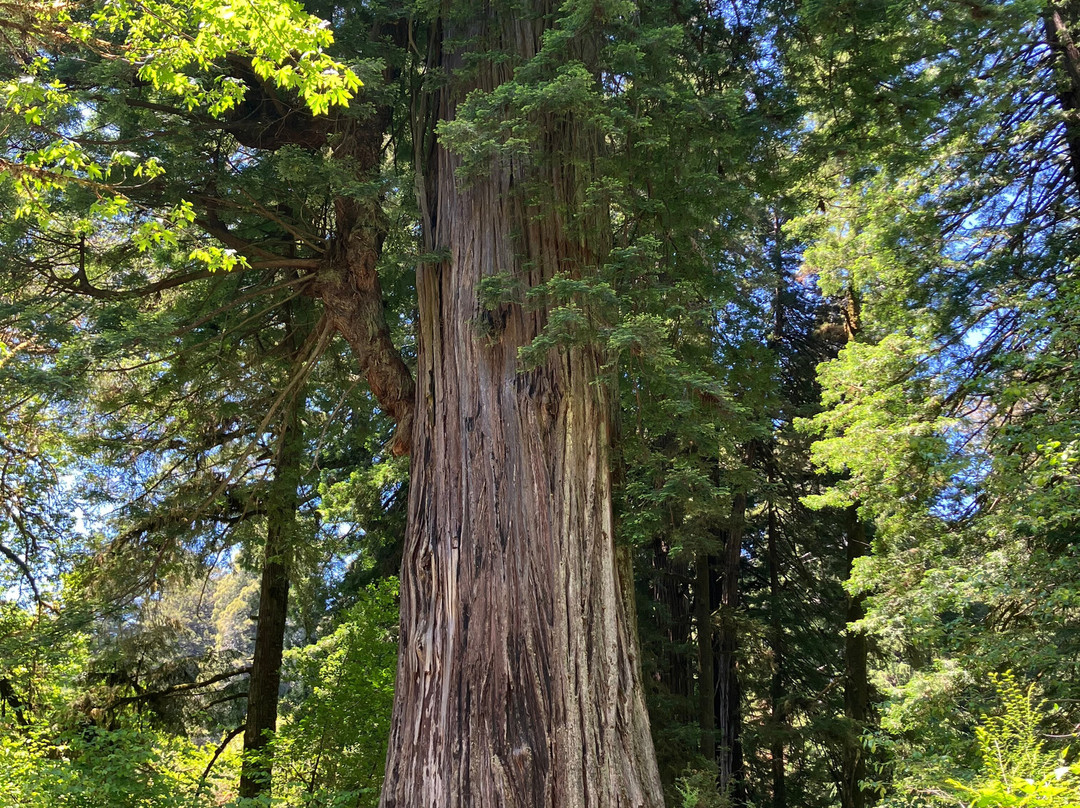 Big Tree-Orick必去景点