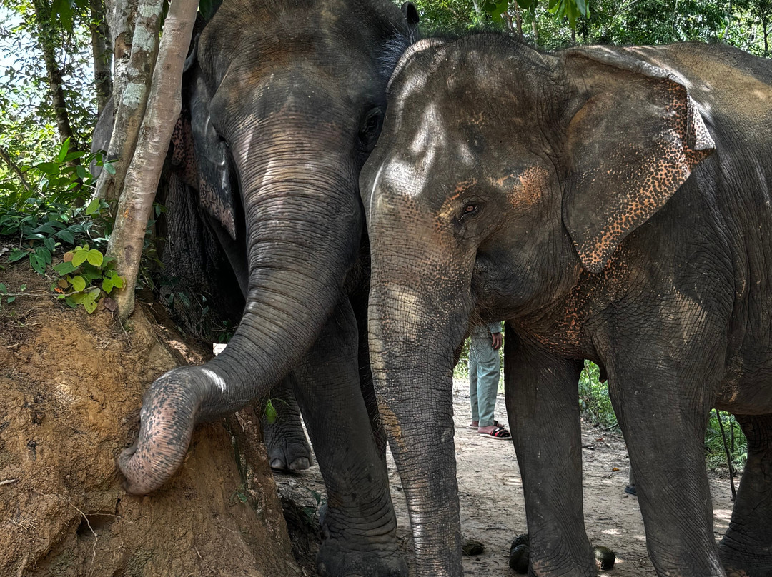 Kulen Elephant Forest-暹粒必去景点