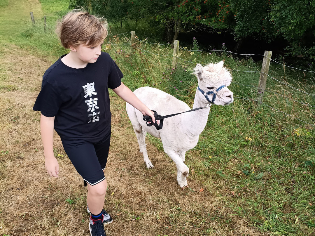David’s Hill Alpacas-Arbroath必去景点
