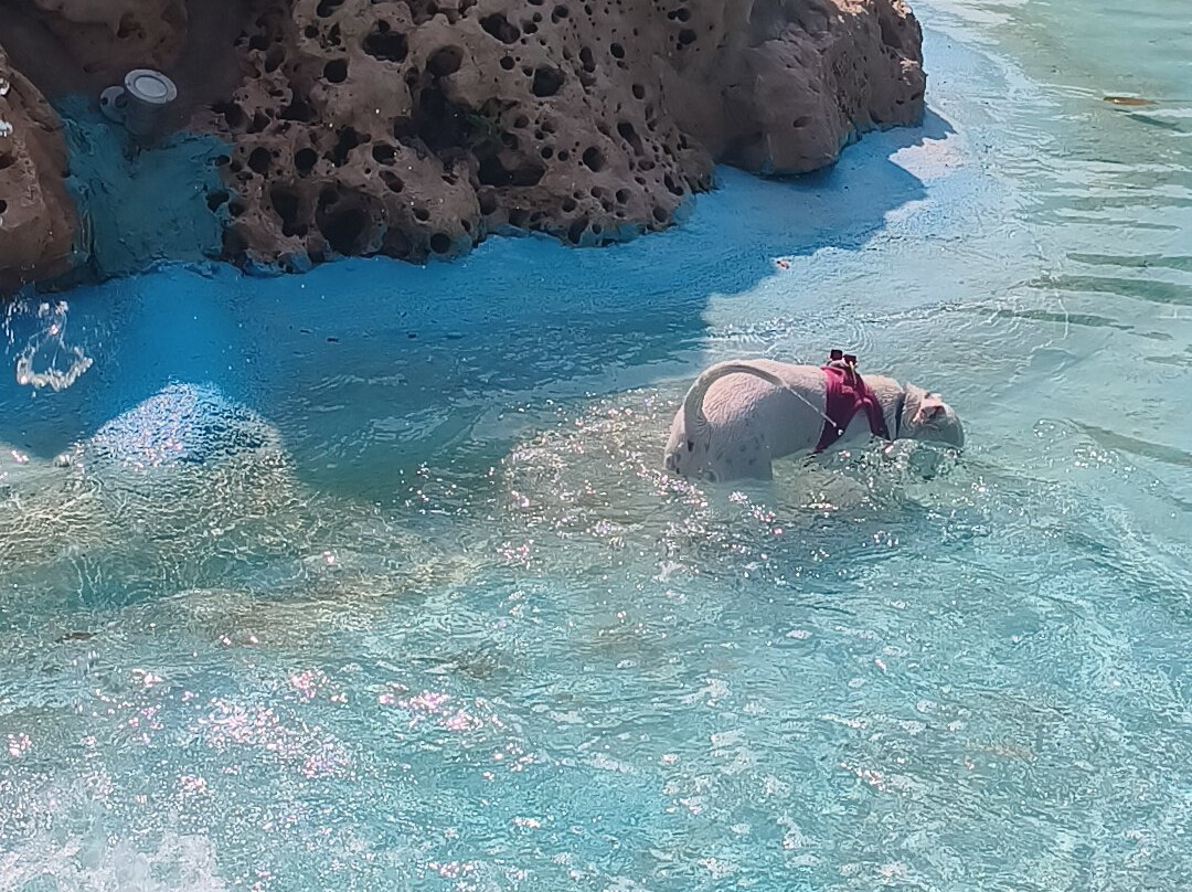 Aquapark Canino Perros Al Agua-拉罗卡德尔瓦列斯必去景点