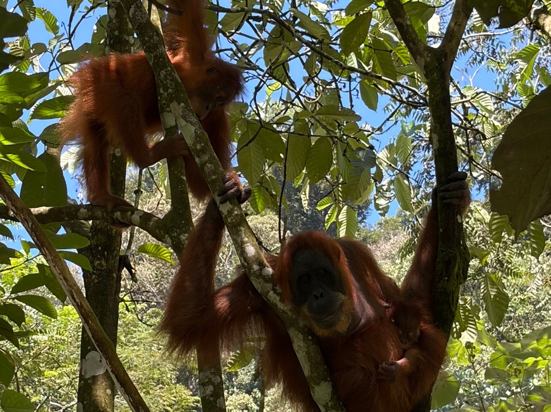 Bukit Lawang Trekking-武吉拉旺必去景点