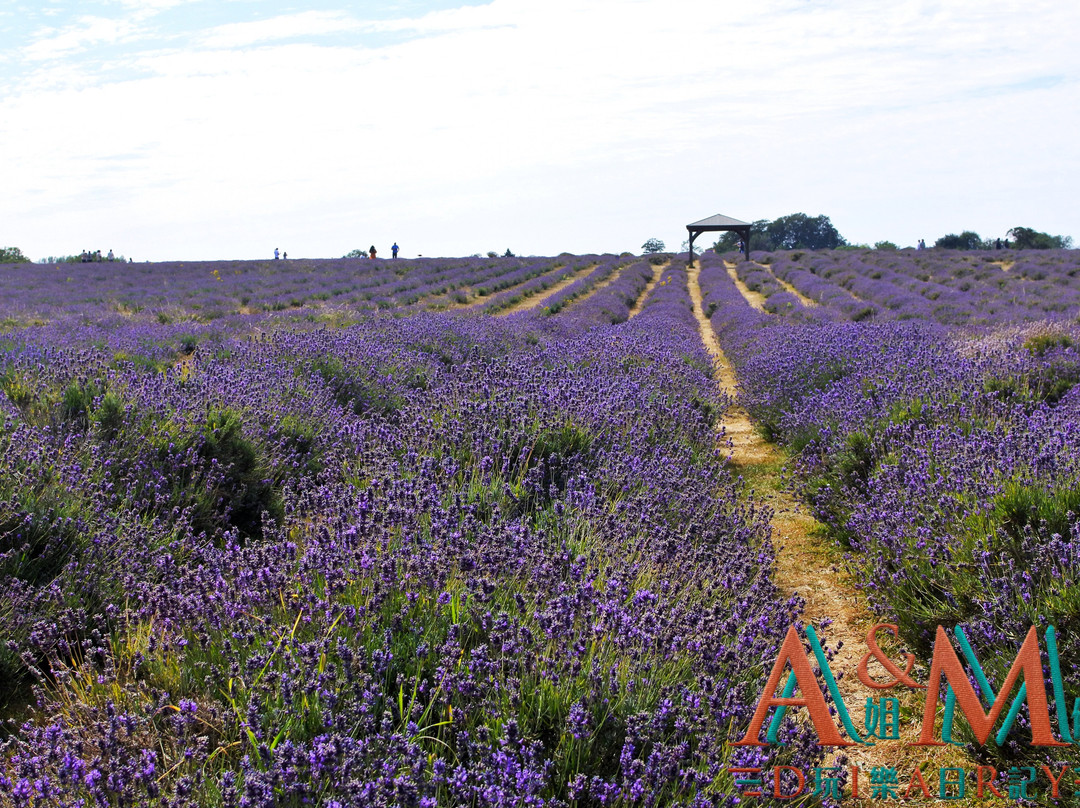 Mayfield Lavender Farm-Banstead必去景点