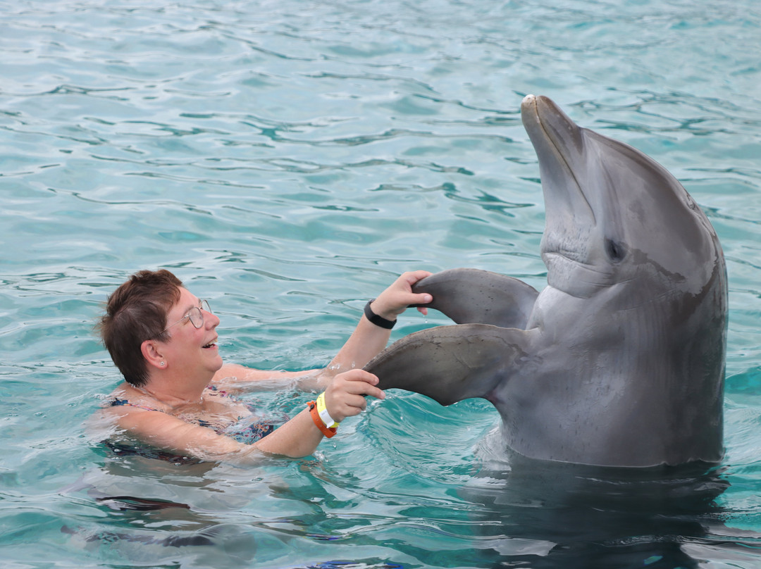 Dolphin Academy Curacao-威廉斯塔德必去景点