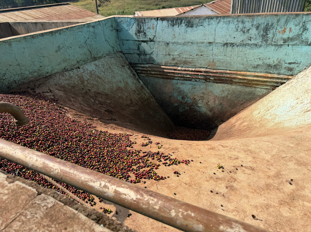 Fairview Coffee Estate-内罗毕必去景点