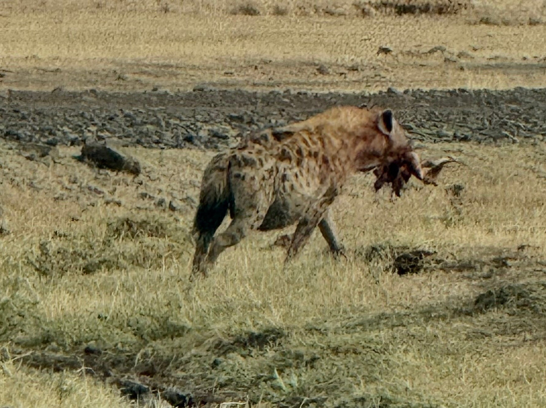 Ol Pejeta Conservancy-Laikipia County必去景点