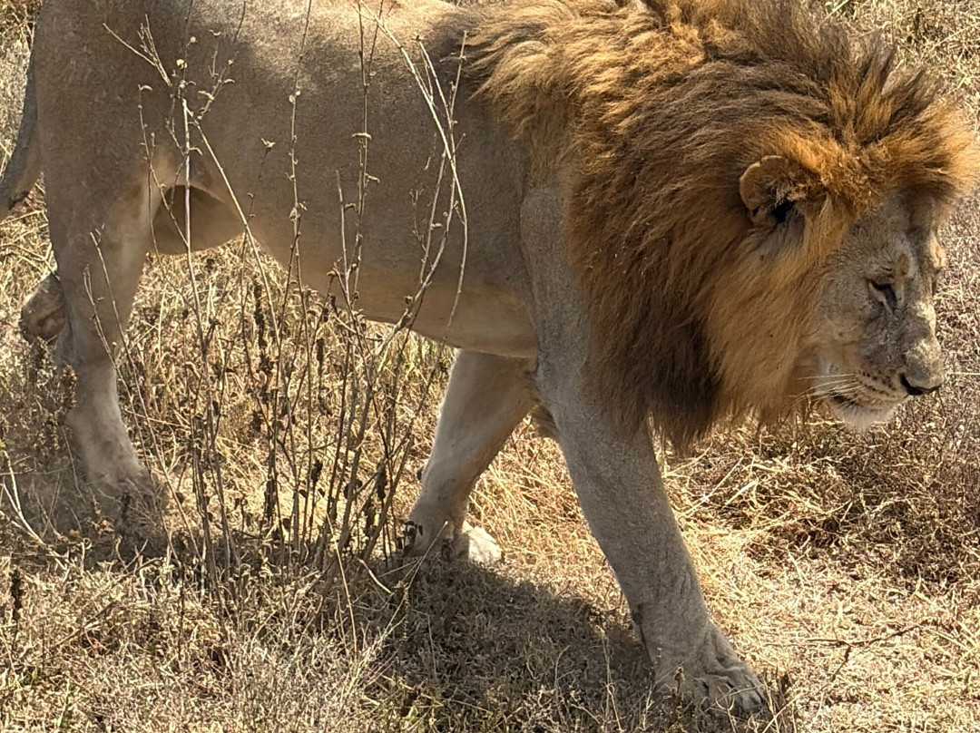 Kilitanzania Pride Tours and Safaris-阿鲁沙必去景点