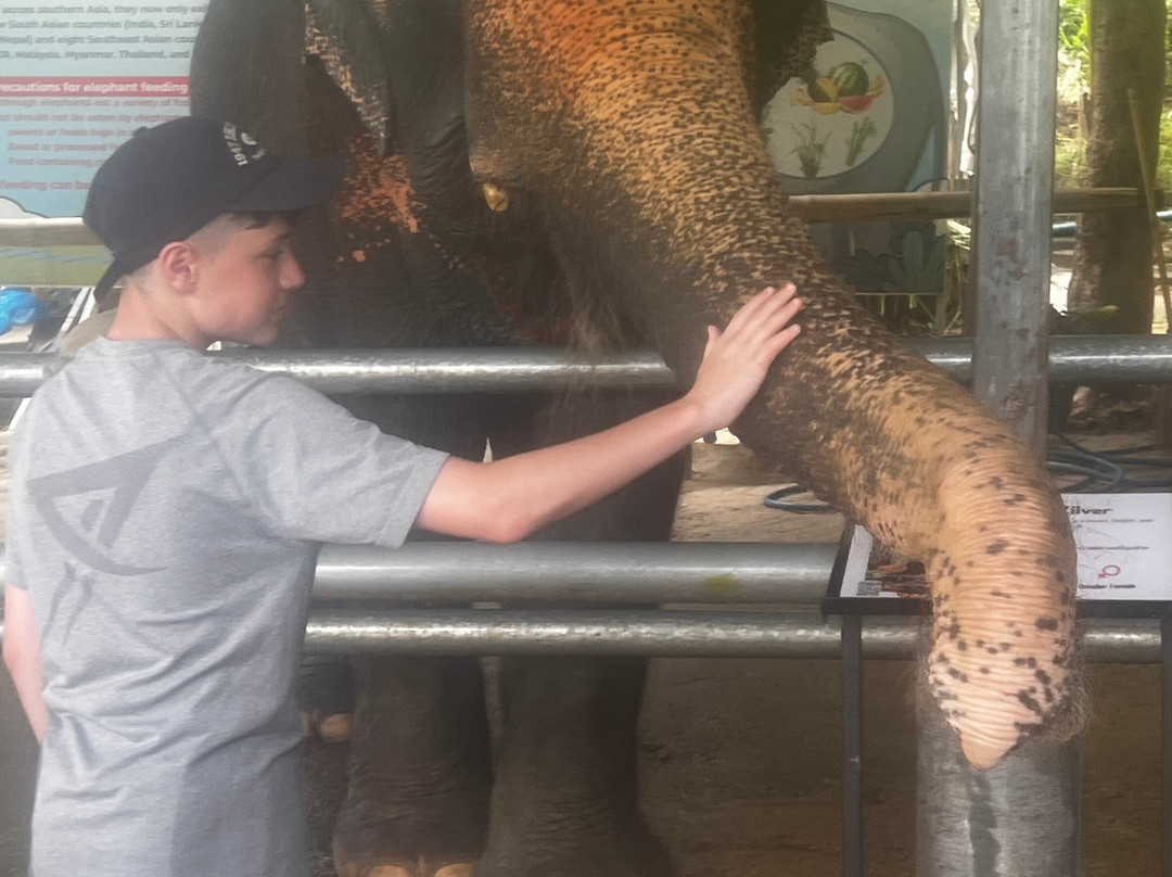 Elephant Care Park​ Phuket​-呈塔累必去景点