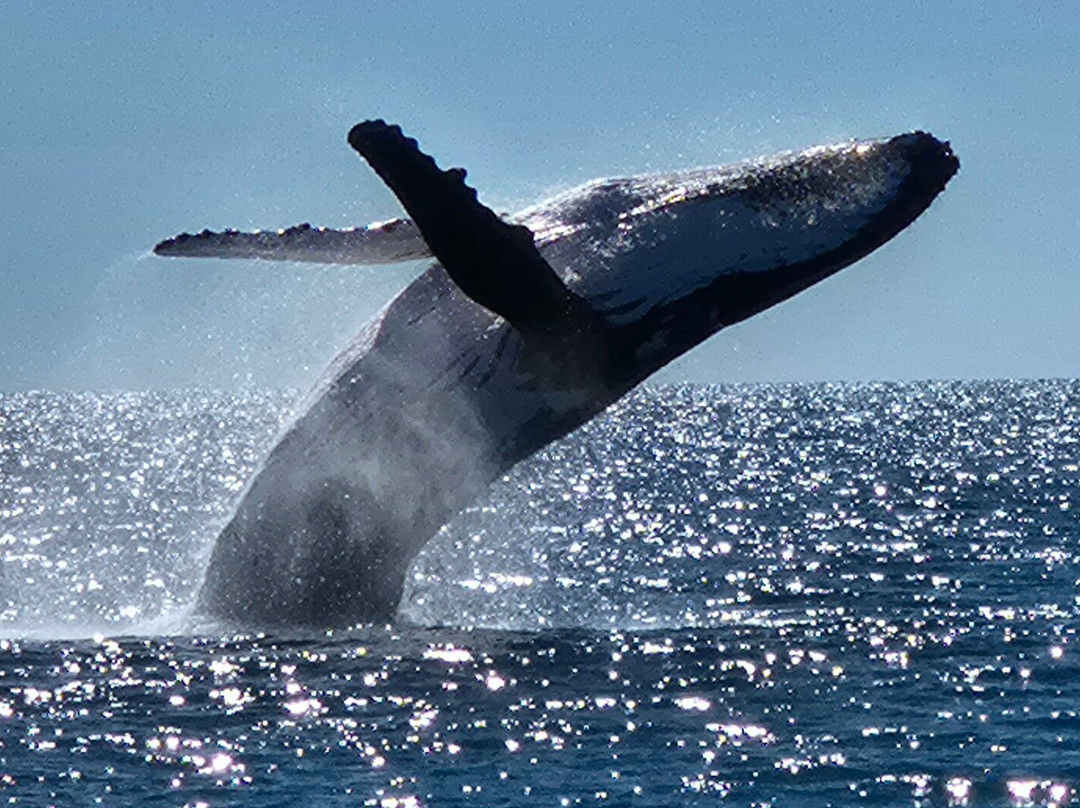 Pacific Whale Foundation Eco-Adventures Australia-尤兰根必去景点