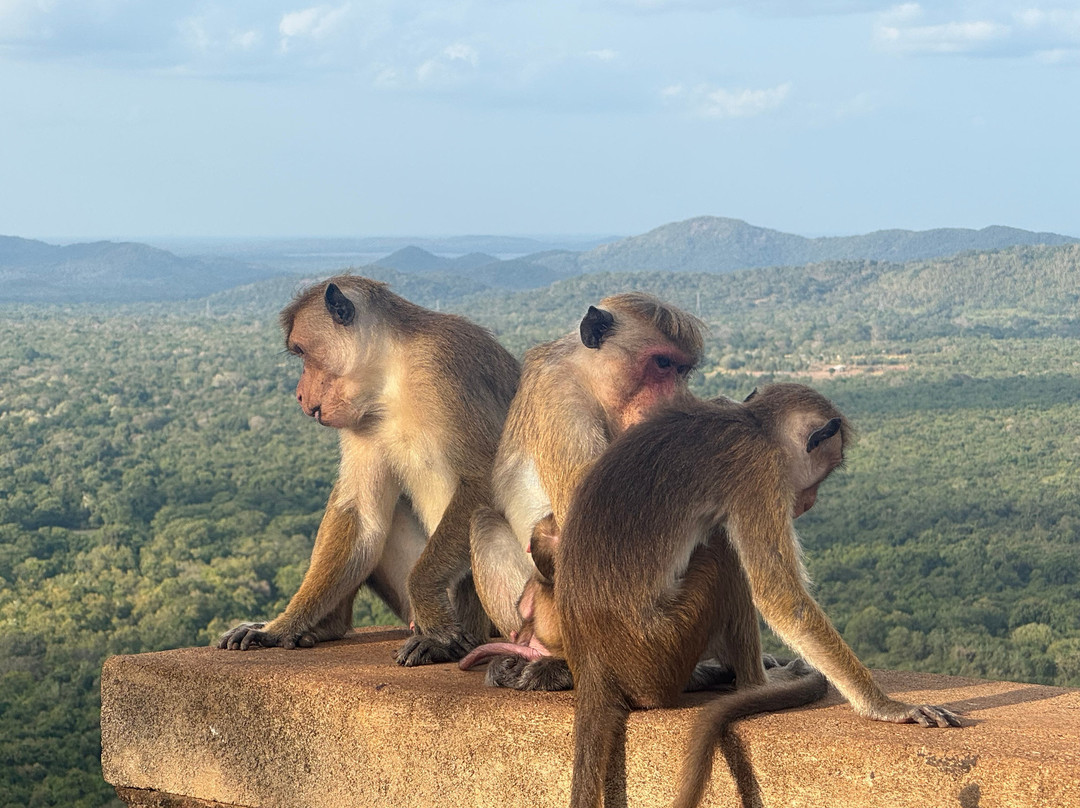Indika Travel and Tourism Sri Lanka-Kadawata必去景点
