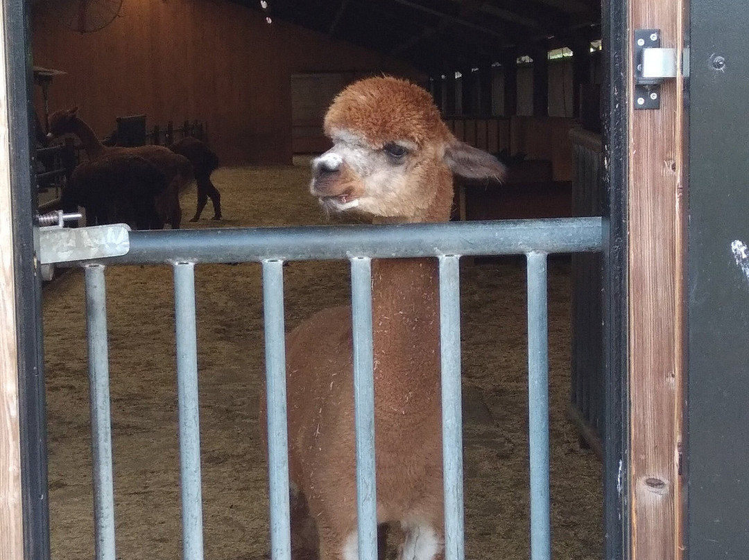 Alpacafarm Vorstenbosch-Vorstenbosch必去景点