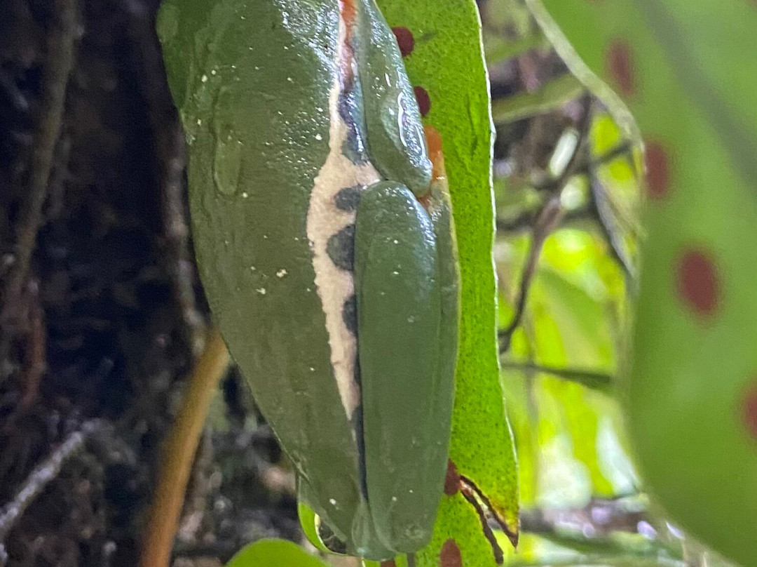 Conchal Adventures Costa Rica-孔查沙滩必去景点