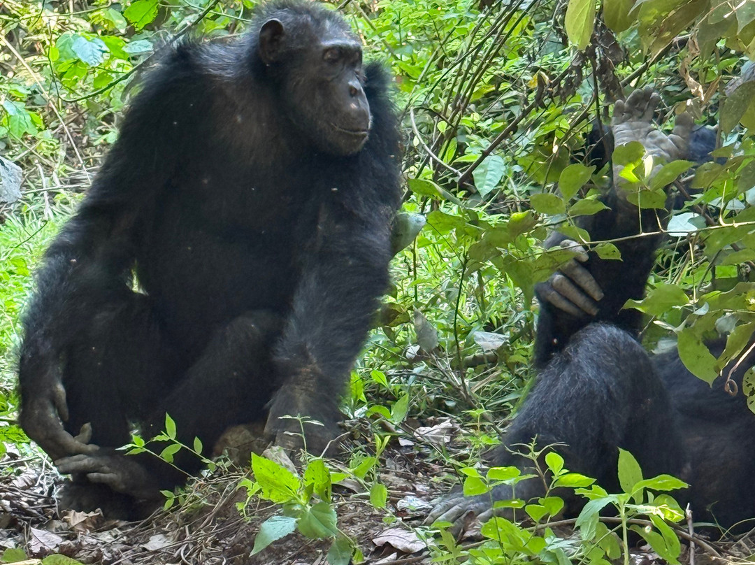 Kyambura Game Reserve (Kyambura Gorge)-伊丽莎白女王国家公园必去景点