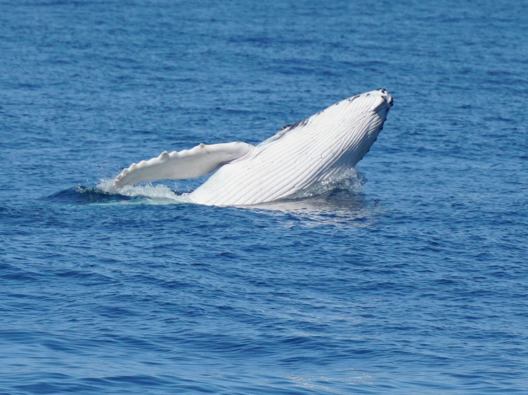 Whales Sunshine Coast-Buddina必去景点