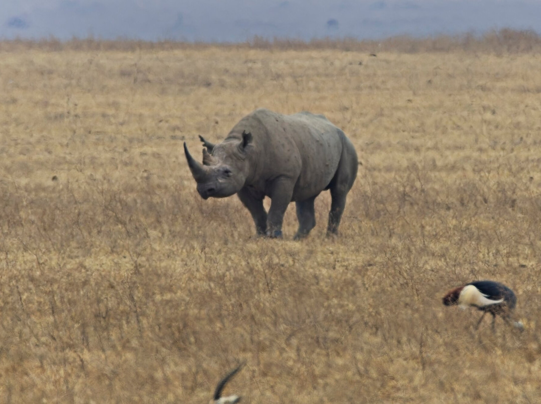 Ngorongoro Crater-恩戈罗恩戈罗保护区必去景点