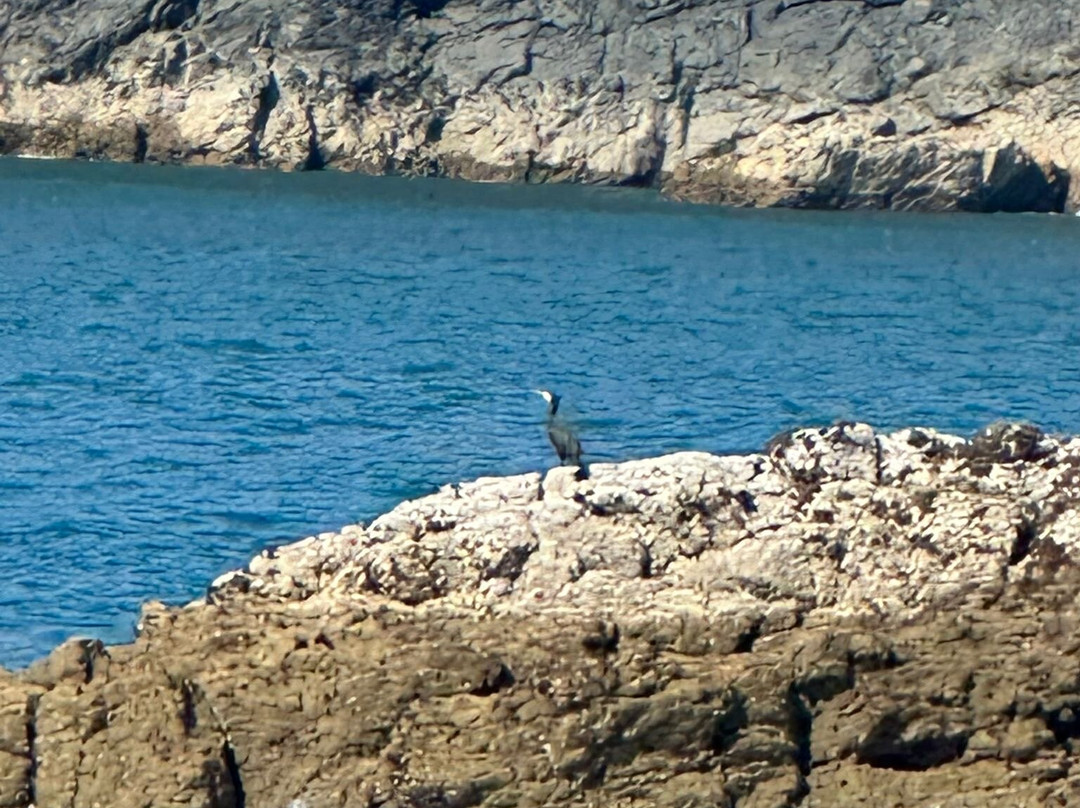 Pembrokeshire Islands Boat Trips-Marloes必去景点