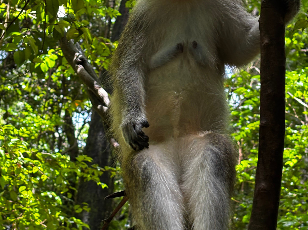 Barbados Wildlife Reserve-Saint Peter Parish必去景点