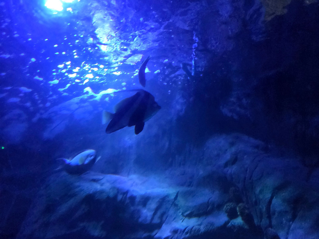 Sea Life Blankenberge-布朗肯堡必去景点