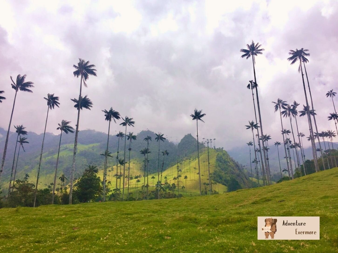 Valle De Cocora-萨伦托必去景点