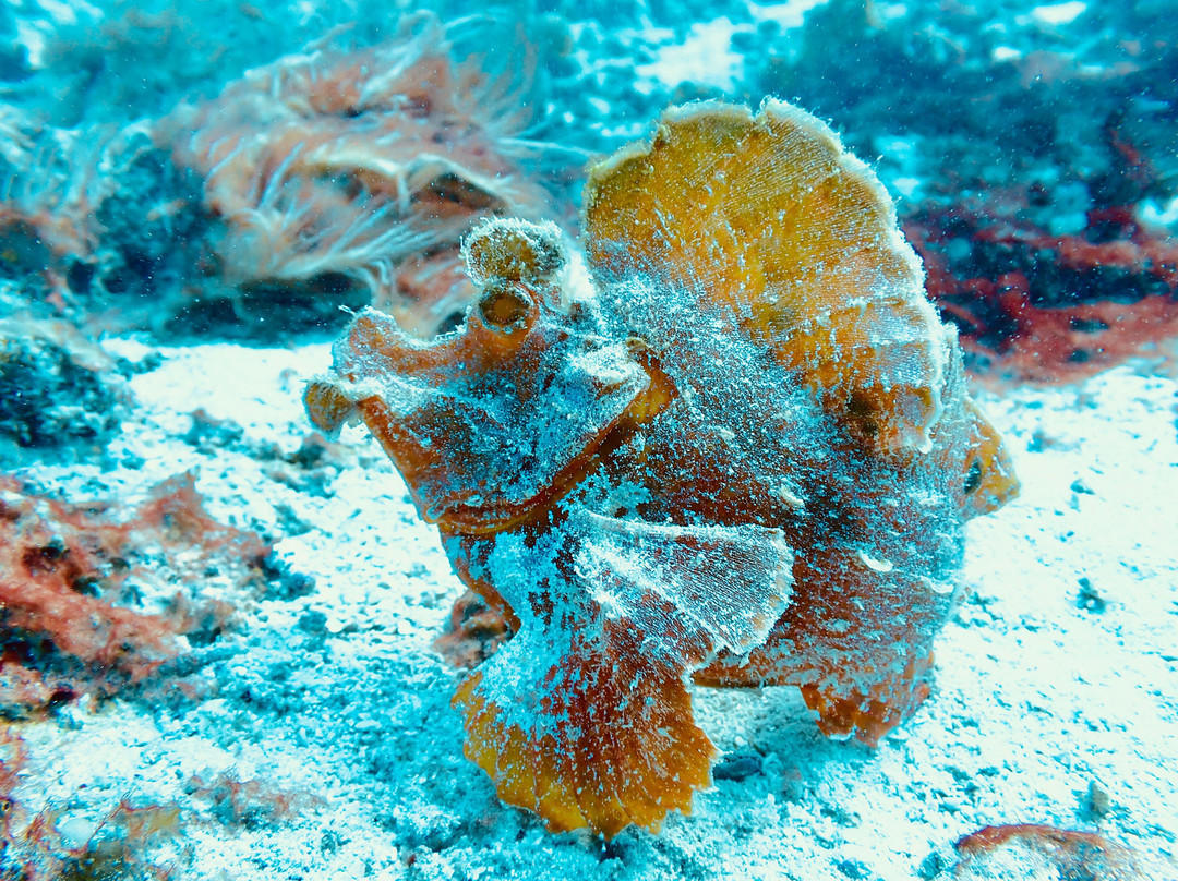 Dive Time Zanzibar-Kizimkazi必去景点