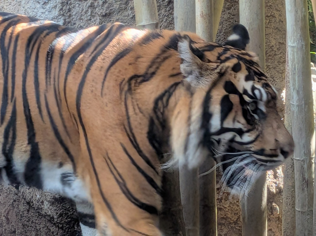 Bioparc Fuengirola-福恩吉罗拉必去景点