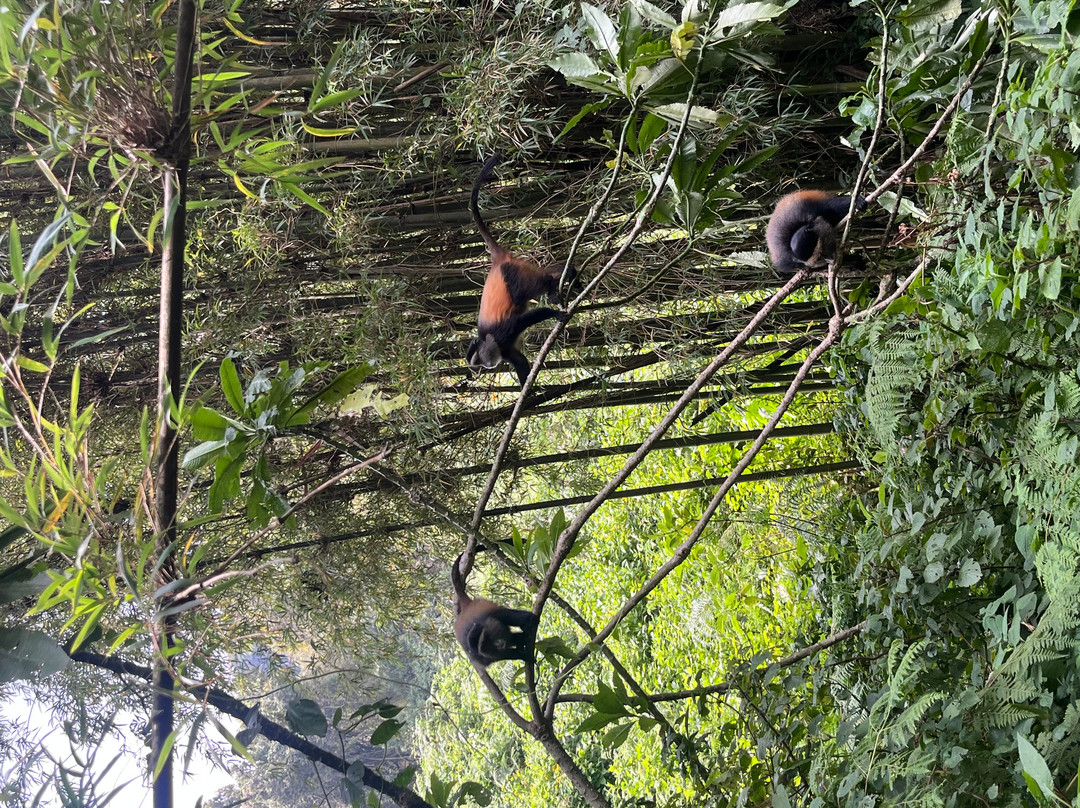 Mgahinga Gorilla National Park-Kisoro必去景点