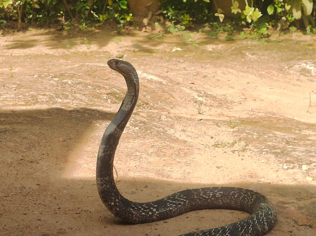 Snake Farm Weligama (Traditional Farm)-瓦勒迦玛必去景点