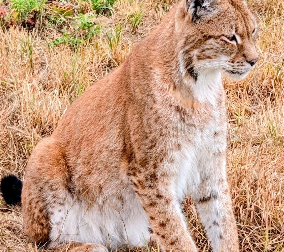 Ark Wildlife Park & Exotic Animal Sanctuary-Stickney必去景点