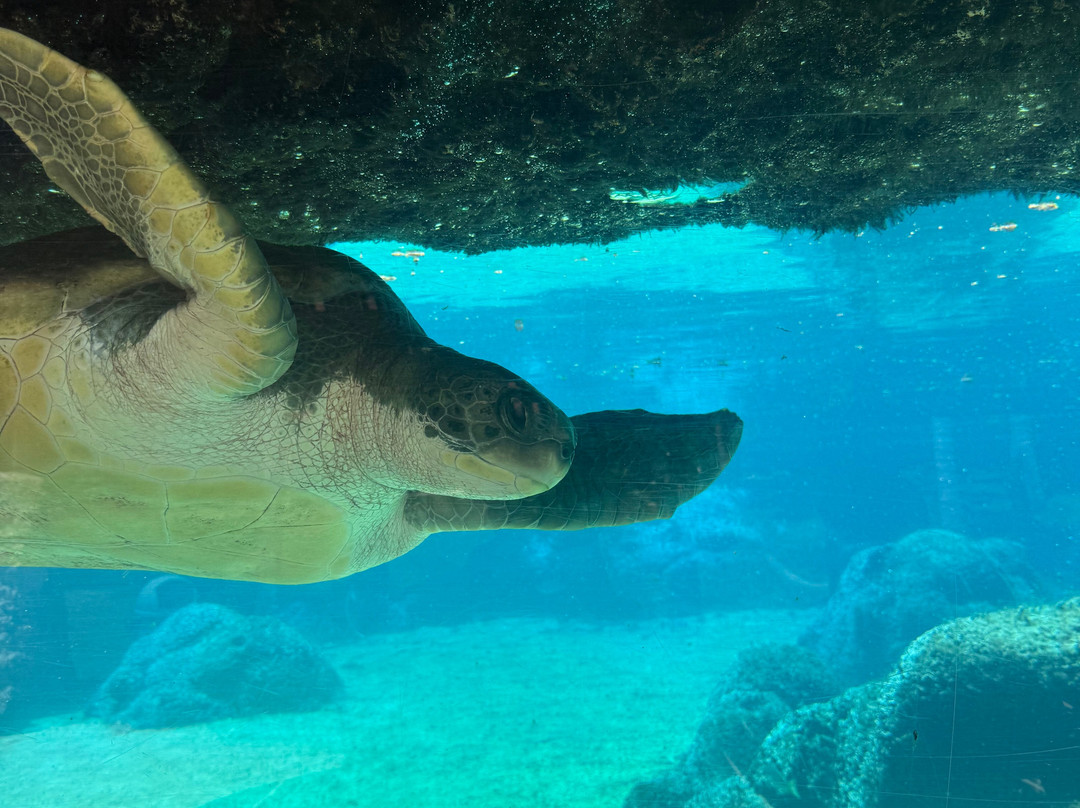 Cayman Turtle Centre: Island Wildlife Encounter-西湾必去景点