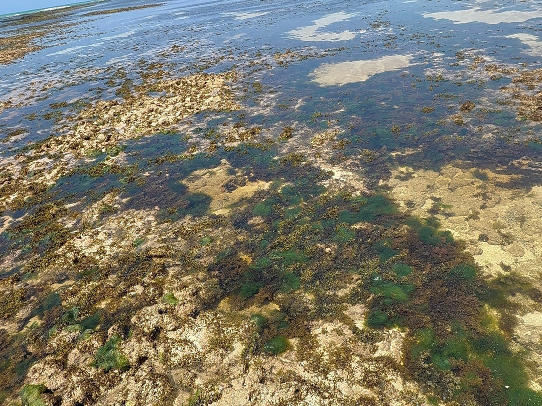 Piscinas Naturais De Pajucara-Maceio必去景点