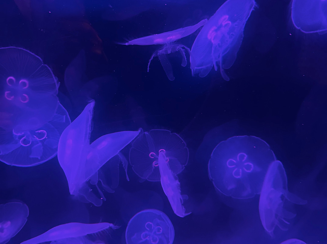 National Marine Aquarium-普利茅斯必去景点