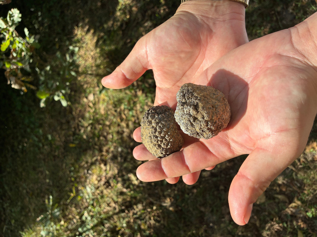 Truffle in Tuscany-圣米尼亚托必去景点