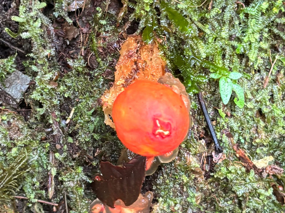Tree Trek Boquete-波魁特必去景点