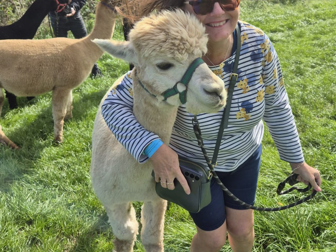 Charnwood Forest Alpacas-Boundary必去景点