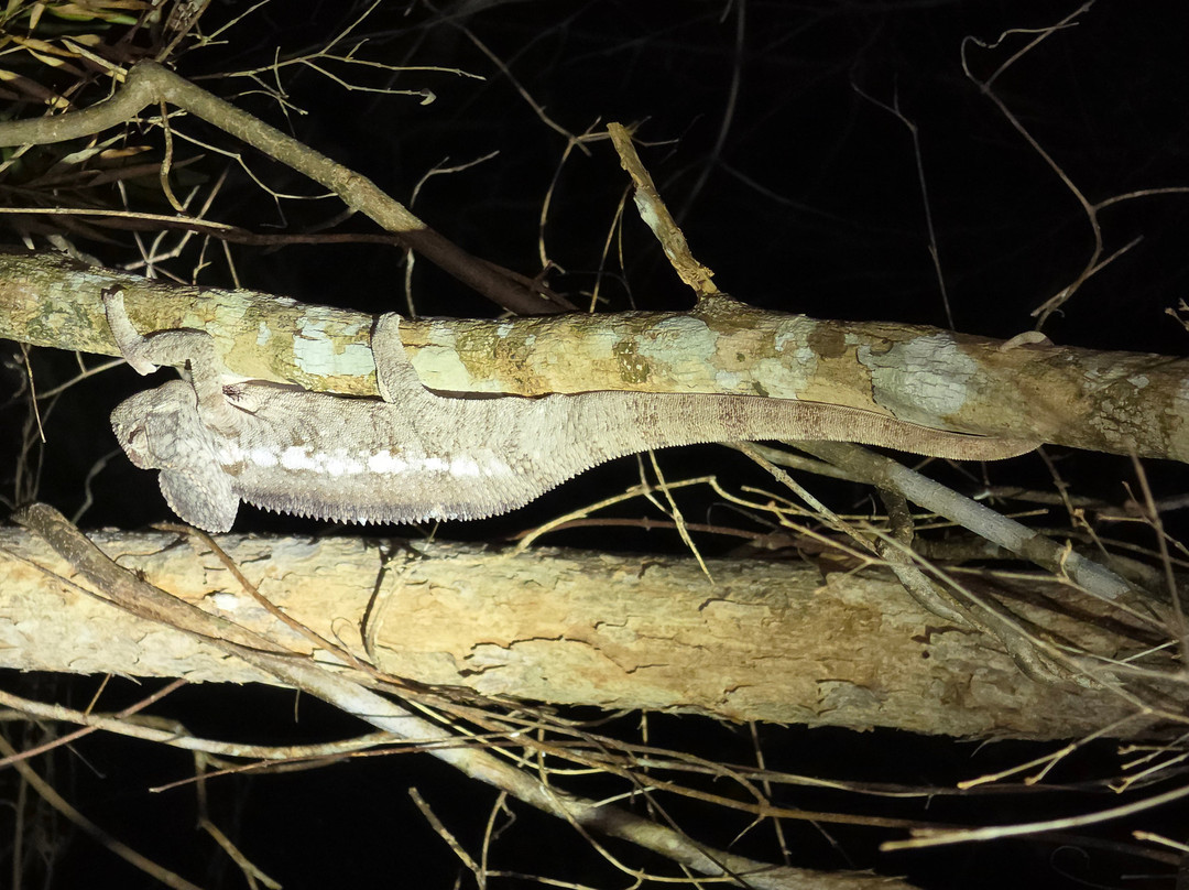 Kirindy Forest Morondava Madagascar-Morondava必去景点