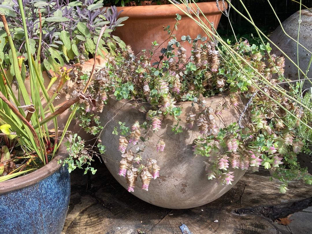 莫里斯植物园-费城必去景点
