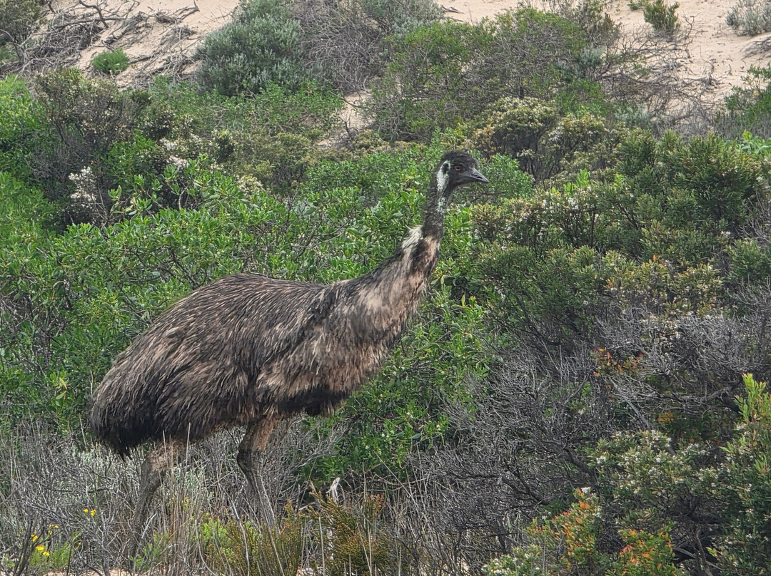 Spirit of the Coorong Cruises-Goolwa必去景点