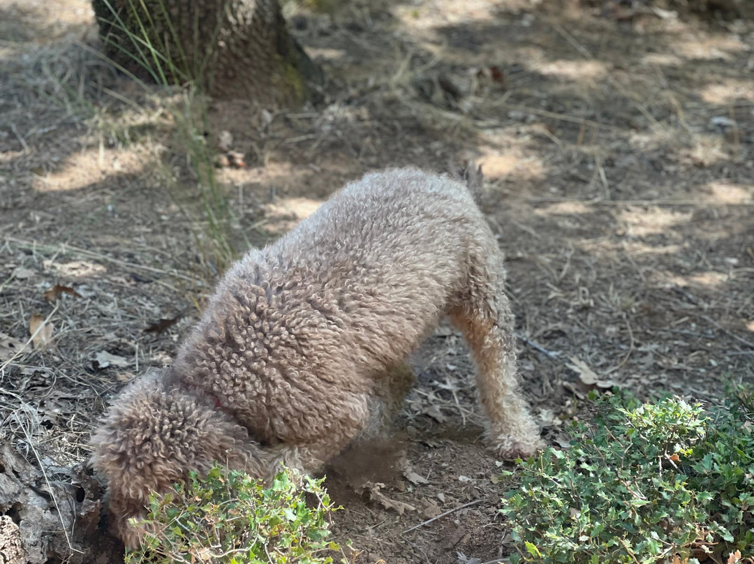 Truffle Hunting-卡兰巴卡必去景点