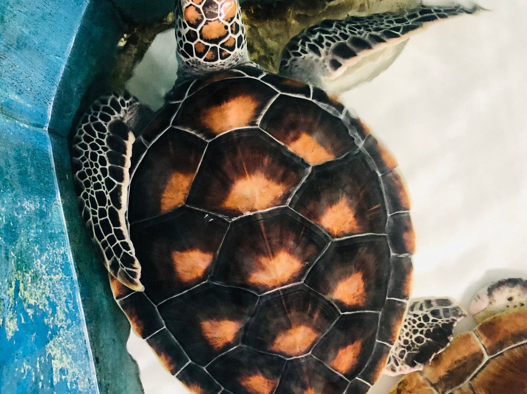 Sea Turtle Farm Galle Mahamodara-加勒必去景点