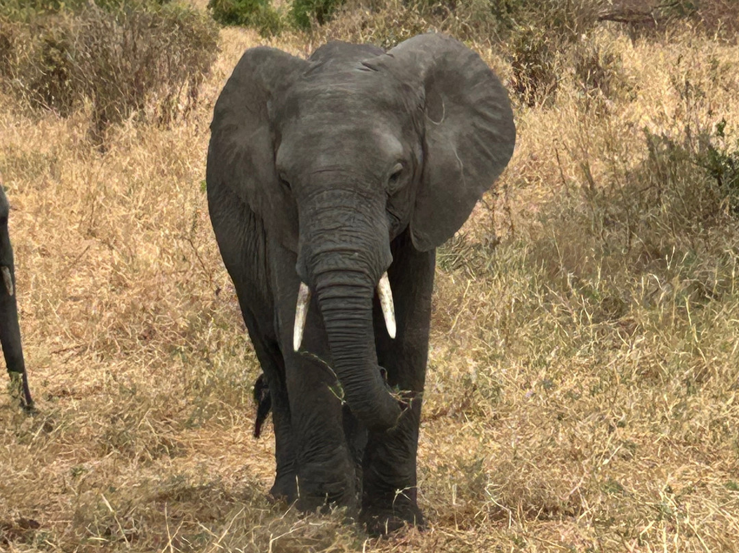 Tanzania-Experience-阿鲁沙必去景点