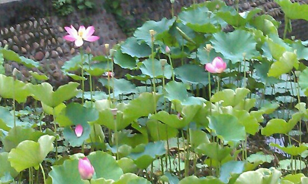 四川大学华西医学中心-成都必去景点