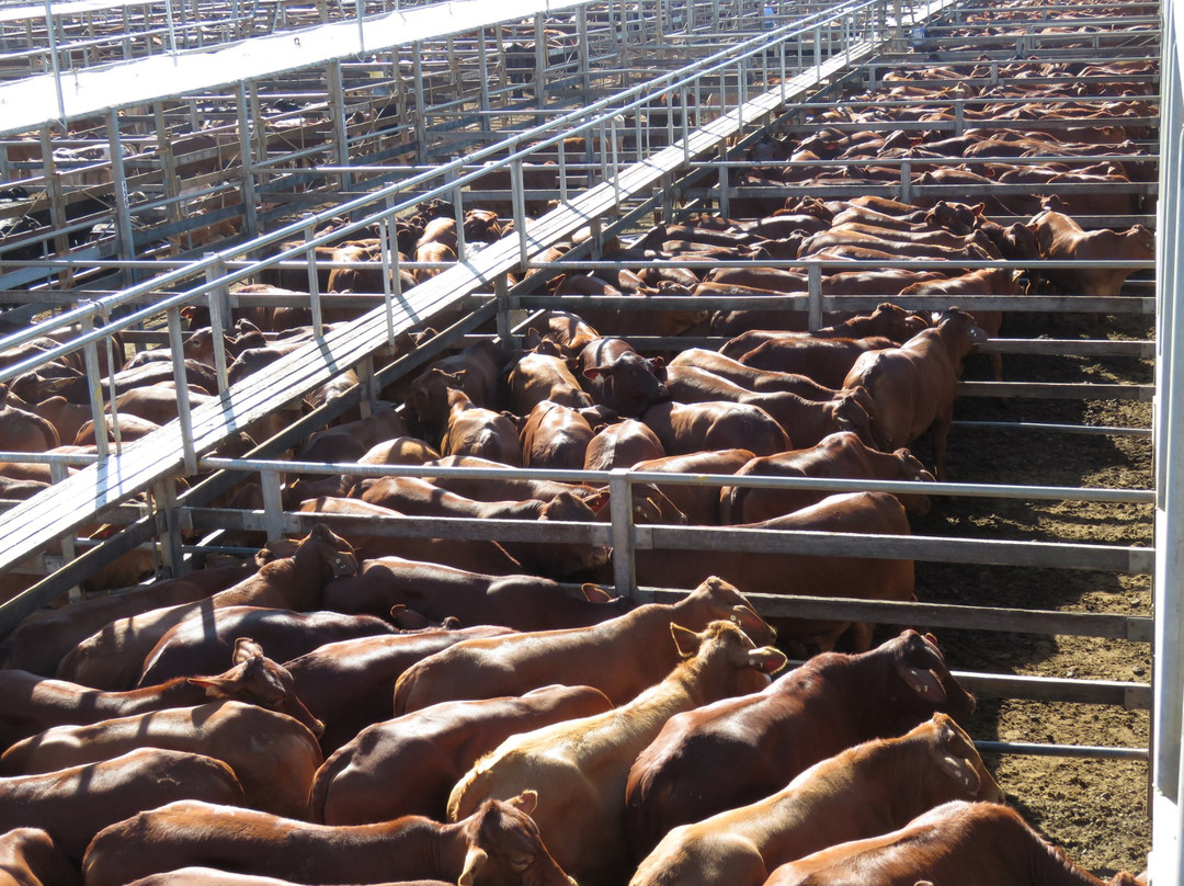 Roma Cattle Saleyards