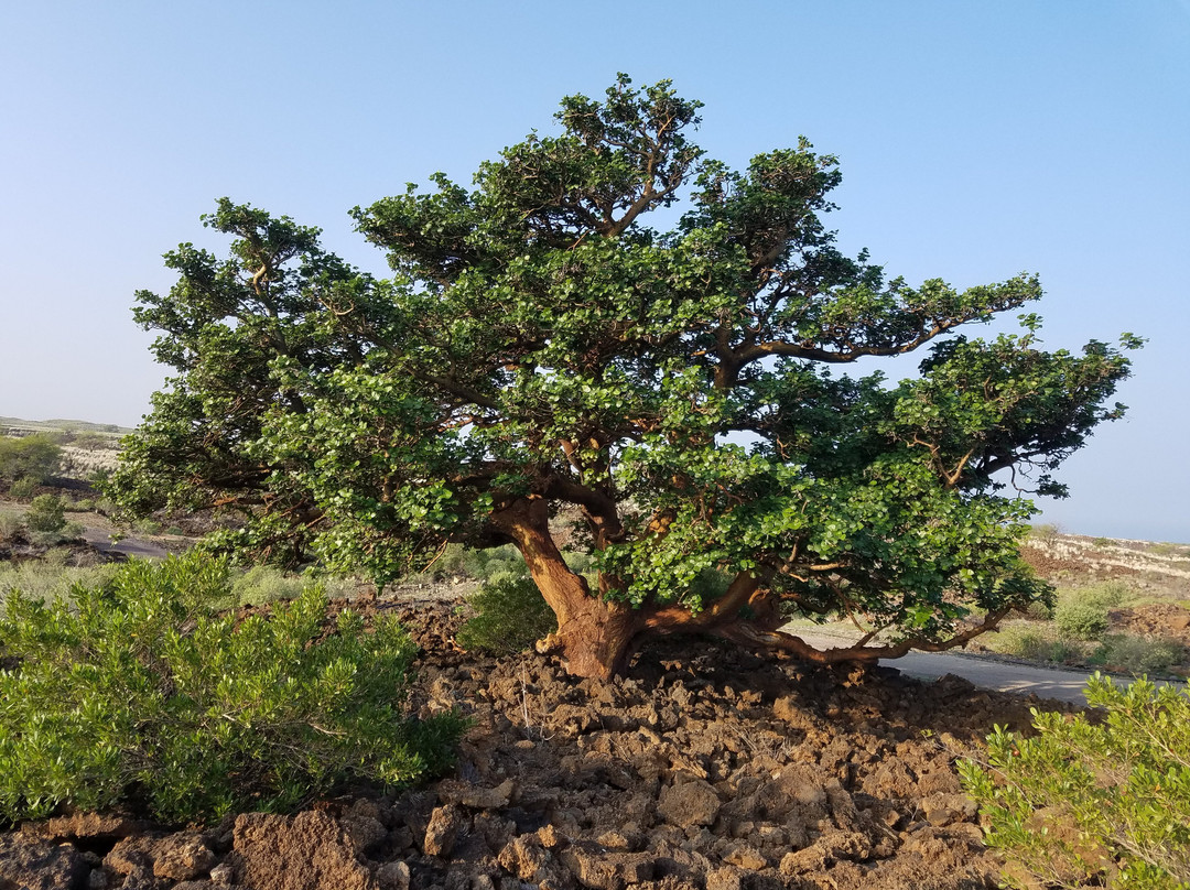 Waikoloa Dry Forest Initiative景点图片